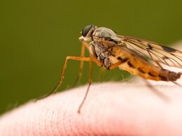 How To Get Rid Of Mosquitoes: घर के आसपास भी नहीं भटकेंगे मच्छर, ये 5 नेचुरल चीजें हैं मच्छरों की दुश्मन, यूं करें इस्तेमाल How To Get Rid Of Mosquitoes: घर के आसपास भी नहीं भटकेंगे मच्छर, ये 5 नेचुरल चीजें हैं मच्छरों की दुश्मन, यूं करें इस्तेमाल