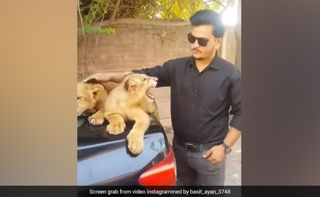Viral Video: Man Tries To Pet Lion Cubs. Here's What Happened Next