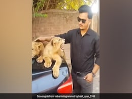 शेर के बच्चों को हाथ से छूकर दुलार कर रहा था शख्स, गुस्सा गया शावक, दहाड़ते हुए किया हमला और फिर... शेर के बच्चों को हाथ से छूकर दुलार कर रहा था शख्स, गुस्सा गया शावक, दहाड़ते हुए किया हमला और फिर...