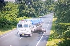 Video: Rhino Gets Hit By Truck In Assam, Chief Minister Shares Clip Video: Rhino Gets Hit By Truck In Assam, Chief Minister Shares Clip