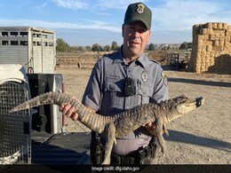 Wildlife Officials Find Mystery Alligator Placed In Horse Trailer In United States: Report Wildlife Officials Find Mystery Alligator Placed In Horse Trailer In United States: Report