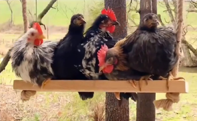 एक साथ कई मुर्गे-मुर्गियां झूले में क्यों झूल रहे हैं, सोशल मीडिया पर यह वीडियो क्यों हुआ वायरल?