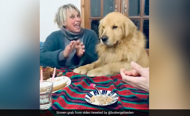 Watch: Dog's Adorable Dance As Family Wish Him A Happy Birthday