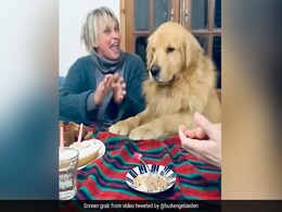 Watch: Dog's Adorable Dance As Family Wish Him A Happy Birthday Watch: Dog's Adorable Dance As Family Wish Him A Happy Birthday