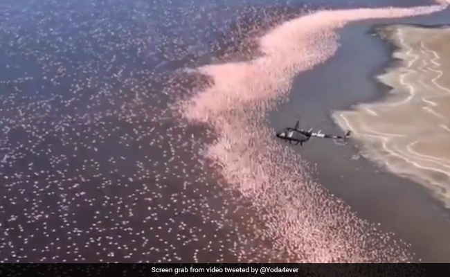 Mesmerising Footage Shows Densely Packed Flamingos In Kenya