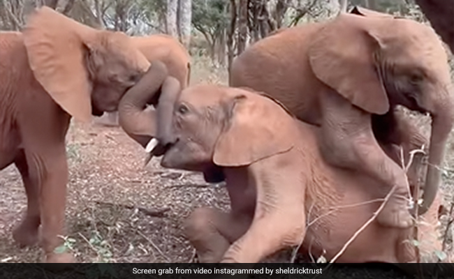Watch: Baby Elephant Indulges In Cute Play Fight, Internet All Hearts