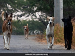 "India Portrayed In Bad Light": Supreme Court Raps States On Stray Dogs Case