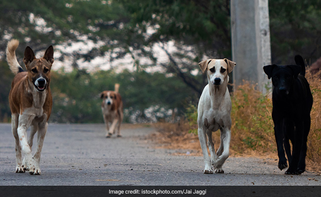 Around 40,000 Dogs Sterilised In Noida Since 2017: Report