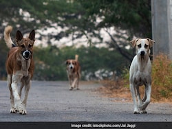 Stray Dog Bites 3 Women In College Campus Near Chennai