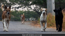 "These Animal Activists...": Big Supreme Court Order On Stray Dog Menace