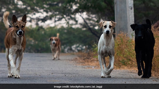 Over 46,000 Stray Dogs Vaccinated In Chennai After Supreme Court Order