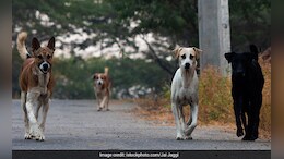 "Can't Ignore": Karti Chidambaram As Over 3 Lakh Dog Bites Reported In 2024