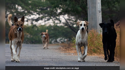 Bengaluru Man Chased By Dogs, Ends Up Being Suspected Of Theft
