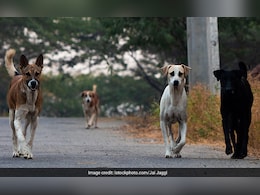 "Can't Ignore": Karti Chidambaram As Over 3 Lakh Dog Bites Reported In 2024 "Can't Ignore": Karti Chidambaram As Over 3 Lakh Dog Bites Reported In 2024