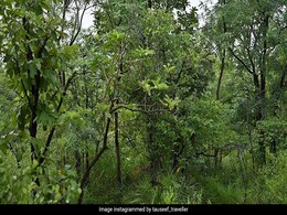 तस्वीर में छिपा है एक ख़तरनाक  बाघ, लेकिन लोग खोज नहीं पा रहे हैं, 17 सेकंड में खोज कर दिखाएं तस्वीर में छिपा है एक ख़तरनाक  बाघ, लेकिन लोग खोज नहीं पा रहे हैं, 17 सेकंड में खोज कर दिखाएं