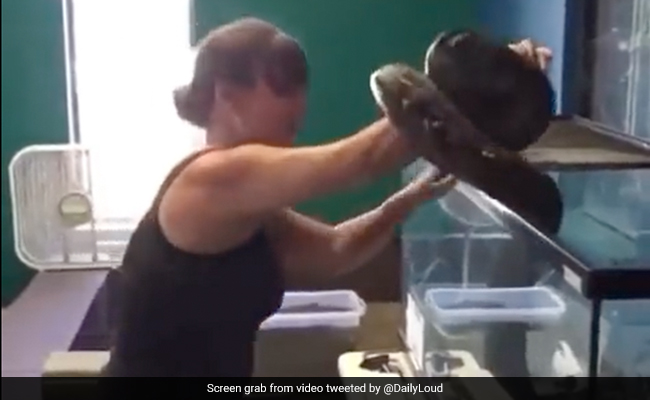 Viral Video: Pet Snake Attacks Owner As She Removes It From Cage