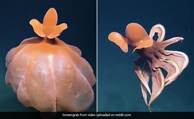 Old Video Of An Octopus Forming "Defensive Balloon" Goes Viral Again, Leaves Internet Amazed