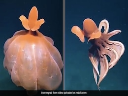 Old Video Of An Octopus Forming "Defensive Balloon" Goes Viral Again, Leaves Internet Amazed Old Video Of An Octopus Forming "Defensive Balloon" Goes Viral Again, Leaves Internet Amazed