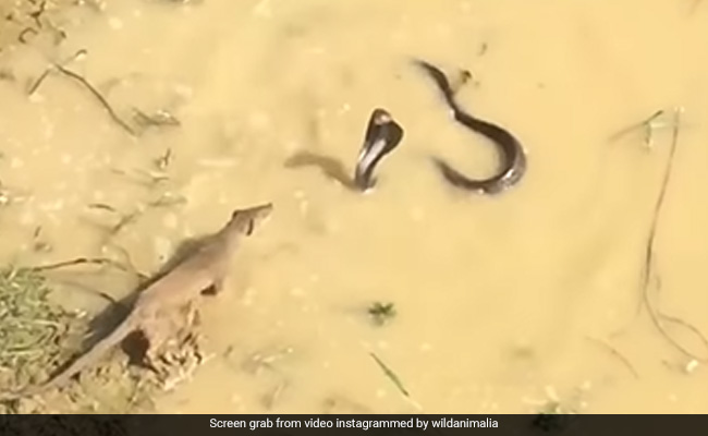 Watch: King Cobra And Indian Grey Mongoose Get Into Massive Fight, Guess Who Won?