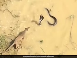 किंग कोबरा और नेवले की बीच हुई खतरनाक लड़ाई, उछल-उछलकर वार कर रहा था सांप, गुस्साए नेवले फिर जो किया... किंग कोबरा और नेवले की बीच हुई खतरनाक लड़ाई, उछल-उछलकर वार कर रहा था सांप, गुस्साए नेवले फिर जो किया...