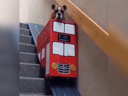 VIDEO: अपने पालतू डॉगी के पैर की दिक्कत को नहीं देख पा रहा था मालिक, बना दी लिफ्ट VIDEO: अपने पालतू डॉगी के पैर की दिक्कत को नहीं देख पा रहा था मालिक, बना दी लिफ्ट