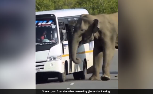 Viral Video: Wild Elephant Tried To Board A Bus. This Happened Next