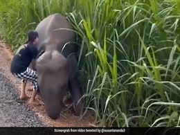 Girl Helps Baby Elephant Whose Leg Was Stuck In Mud, Video Wins Internet Girl Helps Baby Elephant Whose Leg Was Stuck In Mud, Video Wins Internet