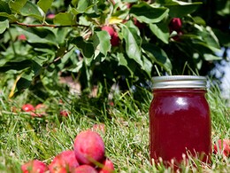 Cooking Tips: How To Make Apple Jam At Home (Recipe Video Inside) Cooking Tips: How To Make Apple Jam At Home (Recipe Video Inside)