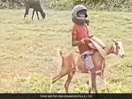 हेलमेट लगाकर स्वैग से बकरी की सवारी कर रहा था बच्चा, फिर हुआ कुछ ऐसा, हंसते-हंसते पेट में हो जाएगा दर्द हेलमेट लगाकर स्वैग से बकरी की सवारी कर रहा था बच्चा, फिर हुआ कुछ ऐसा, हंसते-हंसते पेट में हो जाएगा दर्द
