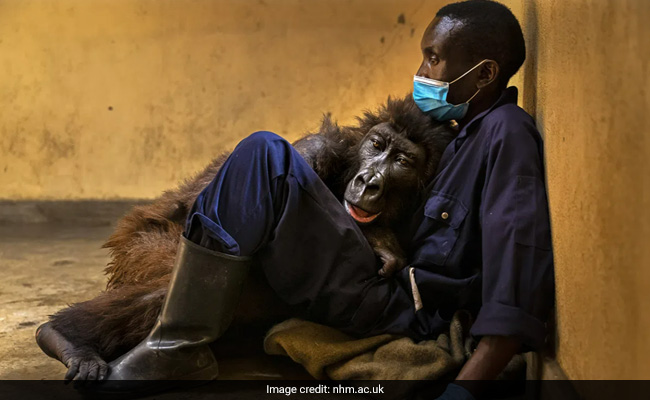 Wildlife Photographer Of The Year 2022: See Some Of The Best Animal And Nature Images Of This Year