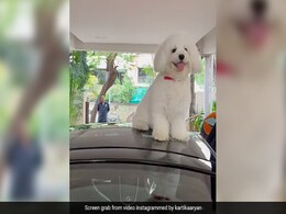 कार्तिक आर्यन से दूर नहीं होना चाहती कटोरी, गाड़ी के ऊपर जाकर बैठी आराम से, एक्टर बोले- काम पर नहीं जाने देगी कार्तिक आर्यन से दूर नहीं होना चाहती कटोरी, गाड़ी के ऊपर जाकर बैठी आराम से, एक्टर बोले- काम पर नहीं जाने देगी