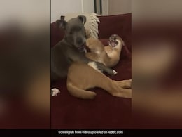 Watch: Wildcat Becomes Aggressive After A Dog Pampers It Watch: Wildcat Becomes Aggressive After A Dog Pampers It