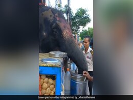 हाथी ने फिल्मी में अंदाज में यूं चटखारे लेकर खाए गोल-गप्पे, सोशल मीडिया पर दिल जीत रहा वीडियो हाथी ने फिल्मी में अंदाज में यूं चटखारे लेकर खाए गोल-गप्पे, सोशल मीडिया पर दिल जीत रहा वीडियो