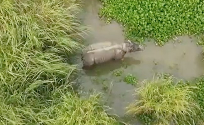 असम के काजीरंगा में जिस गैंडे का ट्रक से एक्सीडेंट हुआ था, वो स्वस्थ है, सीएम ने वीडियो शेयर किया