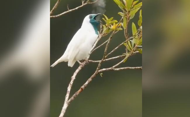 Viral Video Of A Rare "Smoking Bird" Leaves Internet Stunned