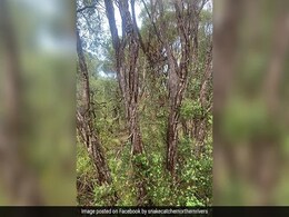 अगर ख़ुद को समझते हैं सबसे ज्यादा स्मार्ट आप, तो 4 मिनट में इस तस्वीर में खोज के दिखाइए सांप अगर ख़ुद को समझते हैं सबसे ज्यादा स्मार्ट आप, तो 4 मिनट में इस तस्वीर में खोज के दिखाइए सांप
