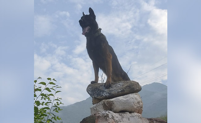 "A Hero Is A Hero": Tributes Flood In For Army Dog, Zoom