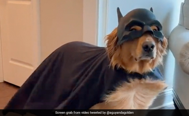 Dog Dressed Up For Halloween As "Bat Dog", Viral Video Melts Hearts