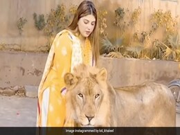 शेर के सामने खड़ी होकर उसका सिर सहला रही थी लड़की, फिर शेर ने कुछ किया ऐसा, जो चौंका देगा शेर के सामने खड़ी होकर उसका सिर सहला रही थी लड़की, फिर शेर ने कुछ किया ऐसा, जो चौंका देगा