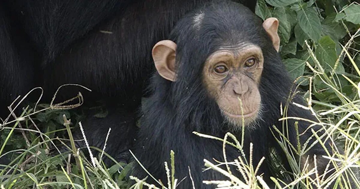 Baby Gorilla's First Chest Pound
