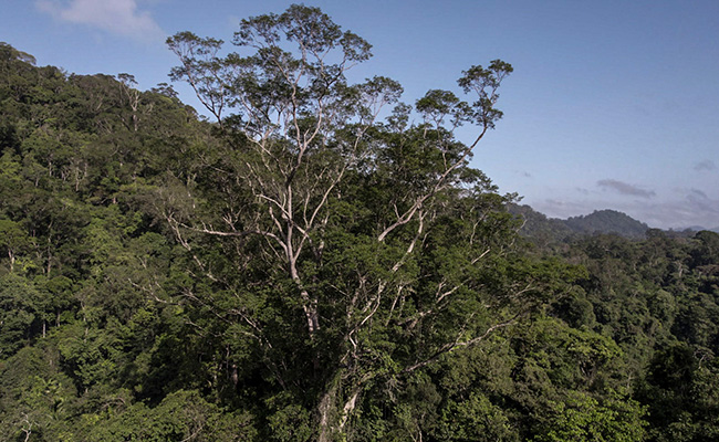 Angelim Vermelho: Scientists Reach Tallest Known Tree in the Amazon