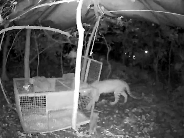 Video: Leopard Cub Reunited With Its Mother At Mumbai National Park