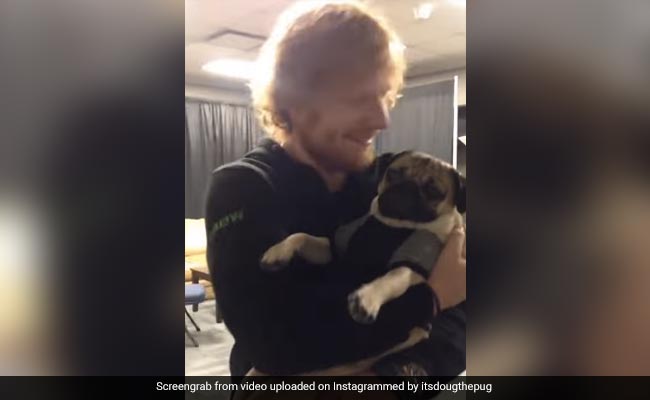 Viral Video: Ed Sheeran Plays With Doug The Pug