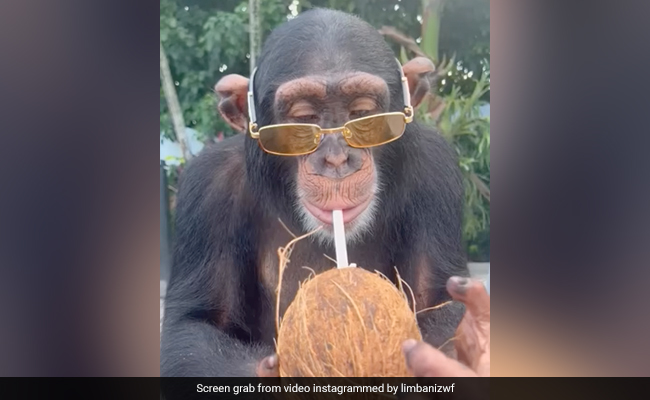 Watch: Chimpanzee Flaunts Yellow Sunglasses While Enjoying Coconut Water