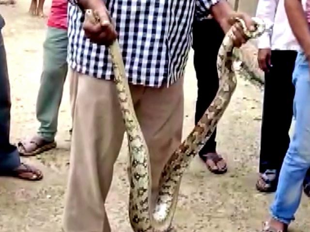 8-Foot Python Rescued In Uttar Pradesh