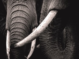 Uganda Ivory Trader Gets Life Sentence: Report Uganda Ivory Trader Gets Life Sentence: Report