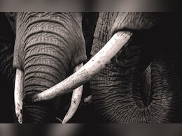 अजमेर में पकड़े गए तीन हाथी दांत तस्कर, वन विभाग की टीम ने जाल बिछाकर पकड़ा