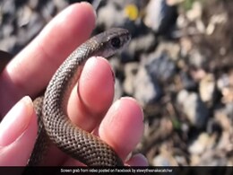 Watch: 11-Year-Old Girl Plays With Deadly Snake, Called "Extremely Lucky" Watch: 11-Year-Old Girl Plays With Deadly Snake, Called "Extremely Lucky"