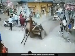 Old Video Of Donkey Being Saved By Unusual "Seat Belt" During Car Accident Goes Viral Old Video Of Donkey Being Saved By Unusual "Seat Belt" During Car Accident Goes Viral