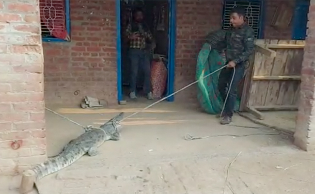 Video: In UP, Crocodile Entered House While Family Was Sleeping